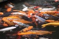 A shoal of Koi Carp in oranges and browns