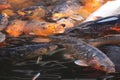 A shoal of Koi Carp in oranges and browns