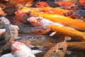 A shoal of Koi Carp in oranges and browns