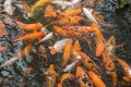 Shoal of koi jostling each other at the surface of a pond