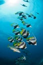 A shoal of long fin bannerfish with a sunburst above Royalty Free Stock Photo