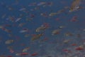 Shoal of Lunar Fusilier, Lyretail Anthias, and Miry`s Demoiselle in Red Sea