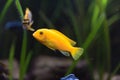 Shoal of malawi perch fish in aquarium