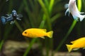 Shoal of malawi perch fish in aquarium