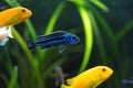 Shoal of malawi perch fish in aquarium Royalty Free Stock Photo