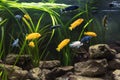 Shoal of malawi perch fish in aquarium