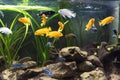 Shoal of malawi perch fish in aquarium