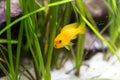 Shoal of malawi perch fish in aquarium Royalty Free Stock Photo