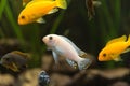 Shoal of malawi perch fish in aquarium