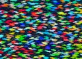 Shoal of multicolored fish on a blue water