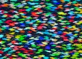 Shoal of multicolored fish on a blue water Royalty Free Stock Photo
