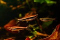 Shoal of pencilfish, popular schooling species in biotope design aquarium, low light with brown tannin stained acid water