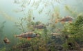 Shoal of perch in the lake Royalty Free Stock Photo