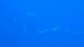 Shoal of scalloped hammerhead shark underwater on tropical coral reef