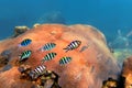 Shoal of Scissortail Sergeants. Red Sea Royalty Free Stock Photo