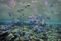 Shoal of Scissortail Sergeants (Abudefduf sexfasciatus) and jellyfishs Royalty Free Stock Photo