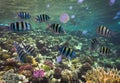 Shoal of Scissortail Sergeants (Abudefduf sexfasciatus) and jellyfishs Royalty Free Stock Photo