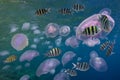 Shoal of Scissortail Sergeants (Abudefduf sexfasciatus) and jellyfishs Royalty Free Stock Photo