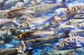 Shoal of Sea Bass Royalty Free Stock Photo