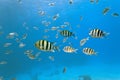 Shoal of sergeant fish Royalty Free Stock Photo