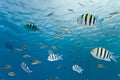 Shoal of sergeant fish Royalty Free Stock Photo