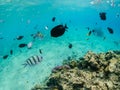 Shoal of sergeant fish and other oxotic fish in Red sea Royalty Free Stock Photo