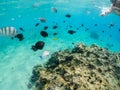 Shoal of sergeant fish and other oxotic fish in Red sea