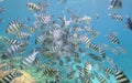 Shoal of sergeant major damselfish on coral reef