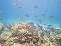 Shoal of sergeant major damselfish on coral reef Royalty Free Stock Photo