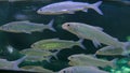 Shoal of silver fishes swimming in huge aquarium