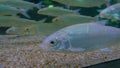 Shoal of silver fishes swimming in huge aquarium