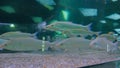 Shoal of silver fishes swimming in huge aquarium