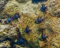 Shoal of small tropical fishes swimming underwater, fish in the color blue, yellow and silver, exotic aquarium pets Royalty Free Stock Photo