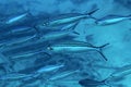 Shoal Striated fusilier Royalty Free Stock Photo