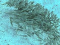 A shoal of striped eel catfish Plotosus lineatus over the sandy seabed near the tropical coral reef marine reserve