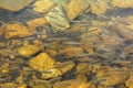 Shoal of trout Royalty Free Stock Photo