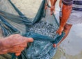 Shoal of whitebait fish caught in a net at the edge of the sea o Royalty Free Stock Photo