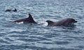 Shoal of wild dolphins swim Royalty Free Stock Photo