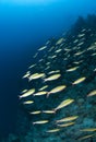 Shoal of Yellow-band fusiliers cruising the reef. Royalty Free Stock Photo