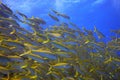 Shoal of yellow goatfish