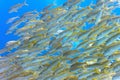 Shoal of yellowfin goatfish Royalty Free Stock Photo