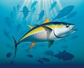 Shoal of yellowfin tuna