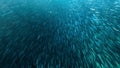 shoals of anchovies throng in shallow seas