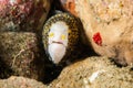 Shock snowflake moray eel in Ambon, Maluku, Indonesia underwater photo Royalty Free Stock Photo