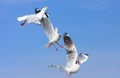 Shocked birds, Funny looking Seagulls face expression during snatching food in sky