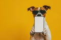 Shocked dog in sunglasses holding smartphone with white mockup screen on solid color background Royalty Free Stock Photo