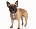 shocked french bulldog with golden collar looking forward and opening mouth