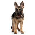 Shocked german shepard looks to side while standing Royalty Free Stock Photo