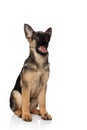 Shocked german shepard looks up to side while sitting Royalty Free Stock Photo