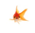 Shocked Goldfish Isolated on White Background Royalty Free Stock Photo